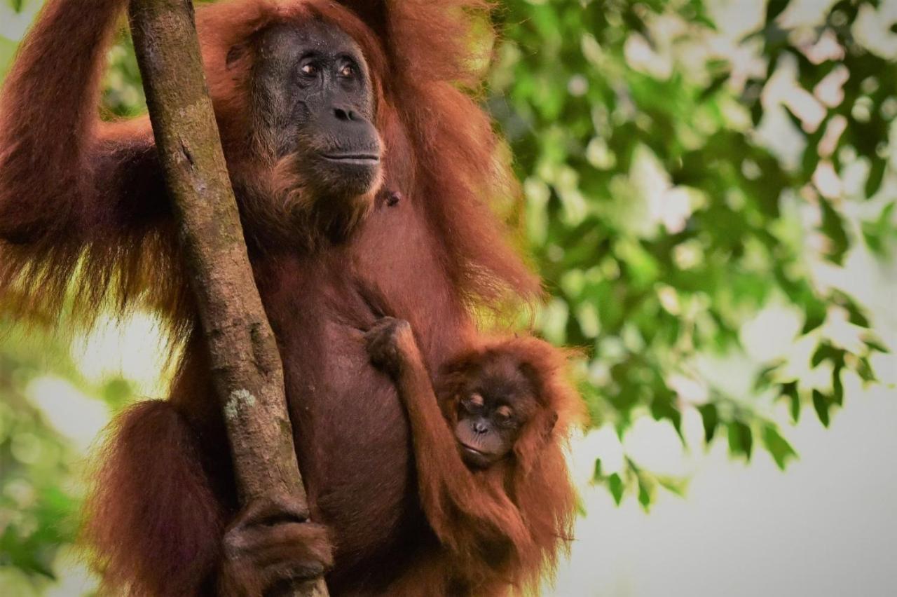 Lucky Bamboo'Bungalows-Resto And Orangutan Jungle Trekking Tours Букит-Лаванг Экстерьер фото