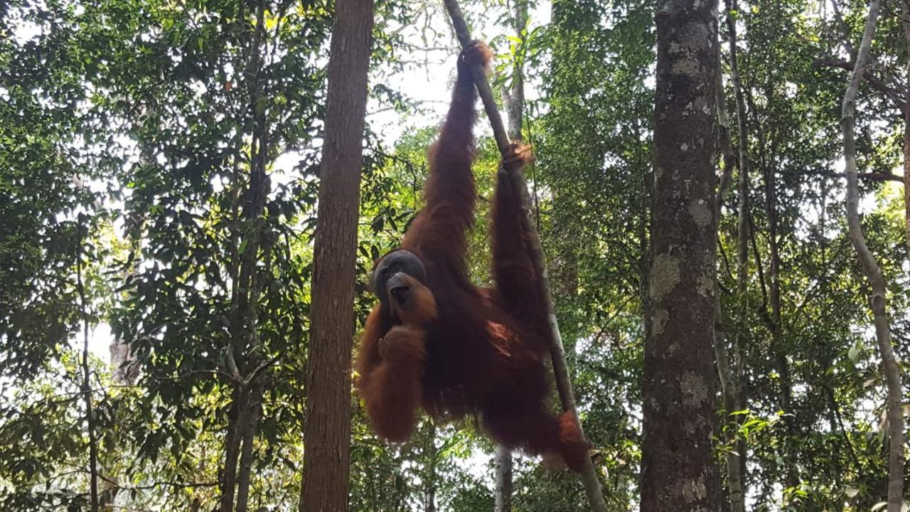Lucky Bamboo'Bungalows-Resto And Orangutan Jungle Trekking Tours Букит-Лаванг Экстерьер фото