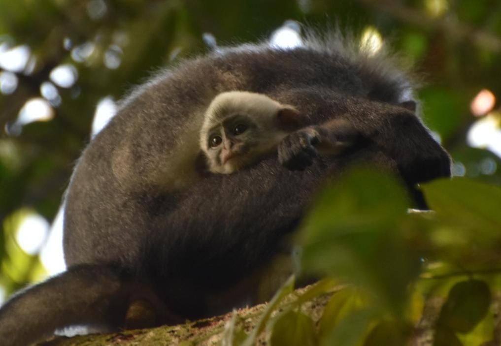 Lucky Bamboo'Bungalows-Resto And Orangutan Jungle Trekking Tours Букит-Лаванг Экстерьер фото