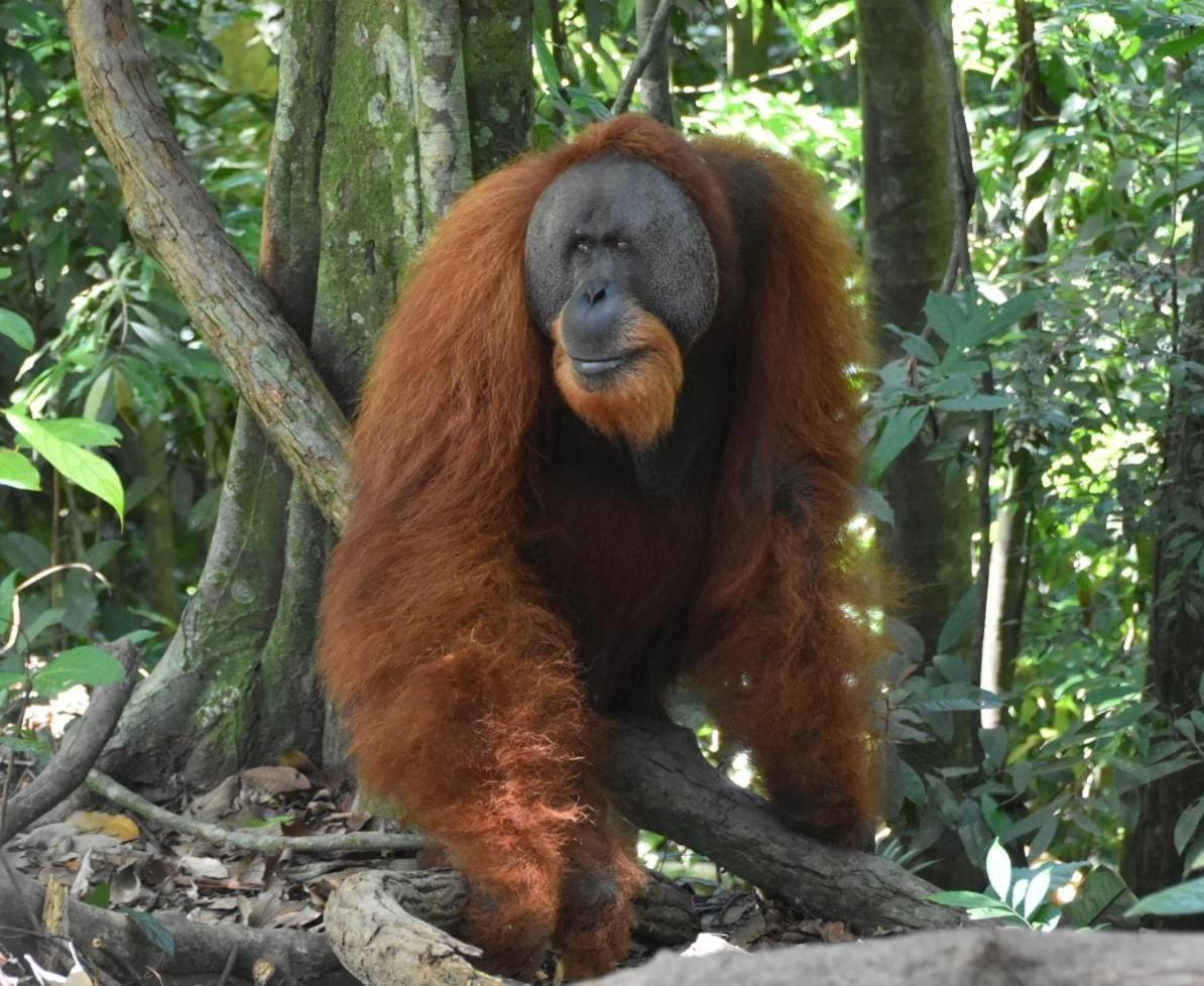 Lucky Bamboo'Bungalows-Resto And Orangutan Jungle Trekking Tours Букит-Лаванг Экстерьер фото