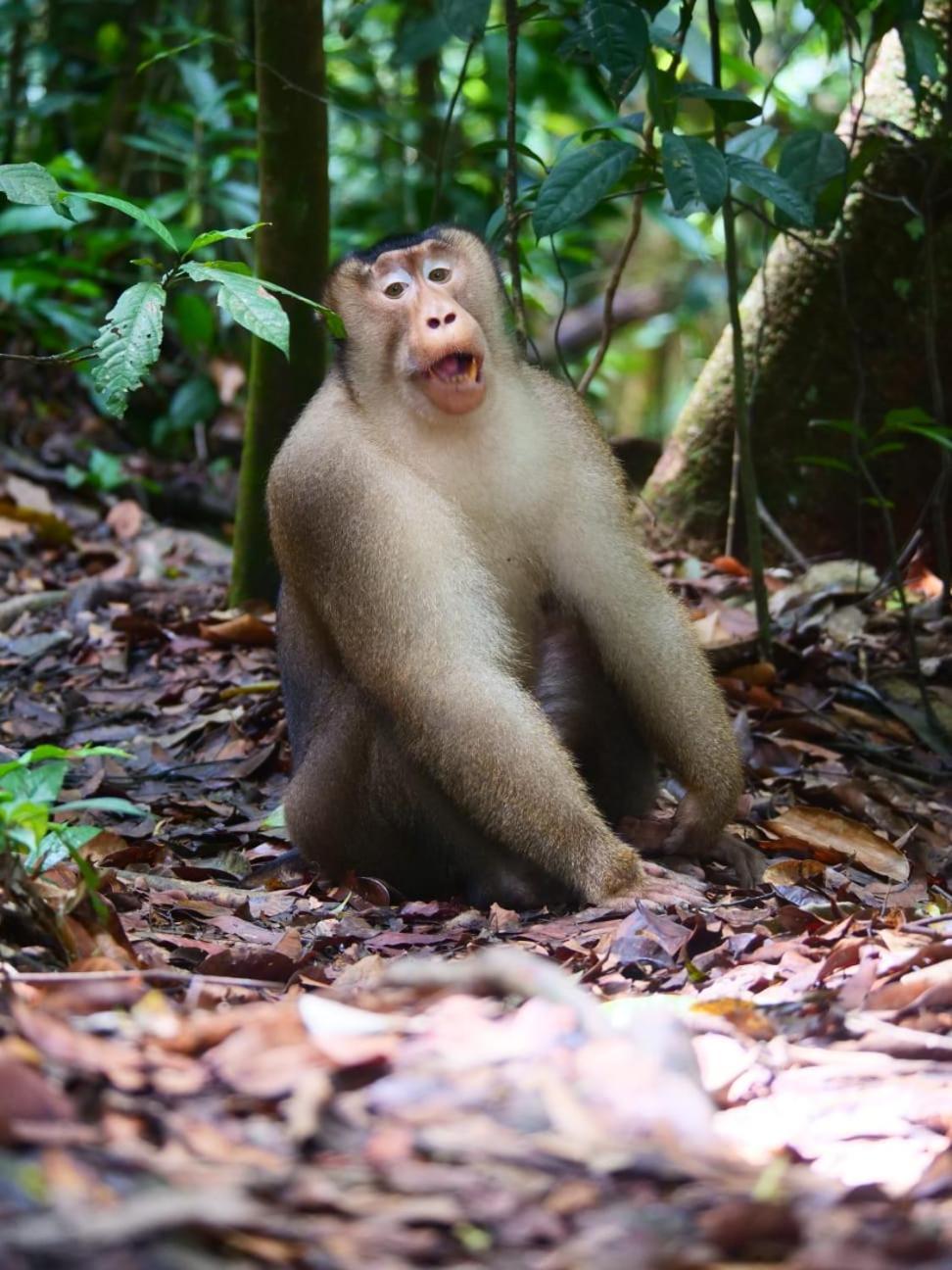 Lucky Bamboo'Bungalows-Resto And Orangutan Jungle Trekking Tours Букит-Лаванг Экстерьер фото