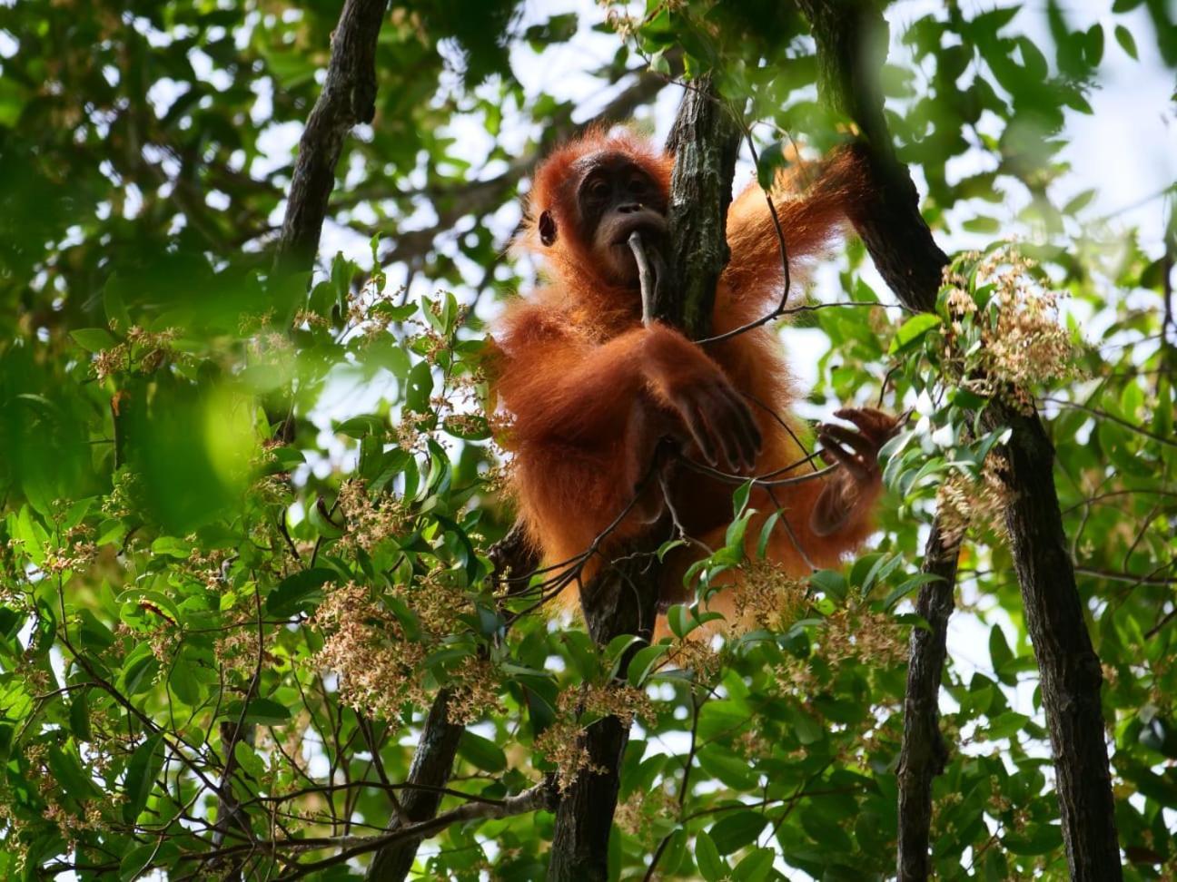 Lucky Bamboo'Bungalows-Resto And Orangutan Jungle Trekking Tours Букит-Лаванг Экстерьер фото